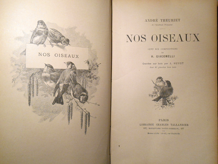 nos oiseaux04