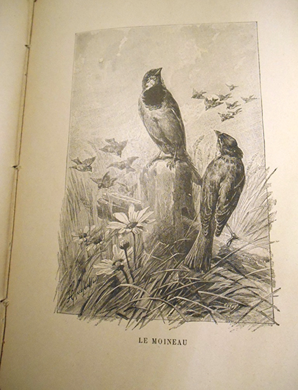 nos oiseaux15